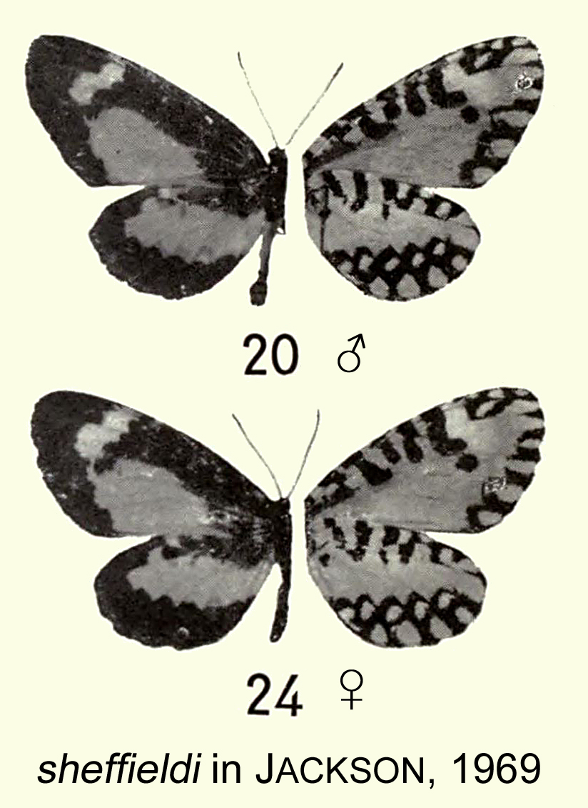Telipna sheffieldi