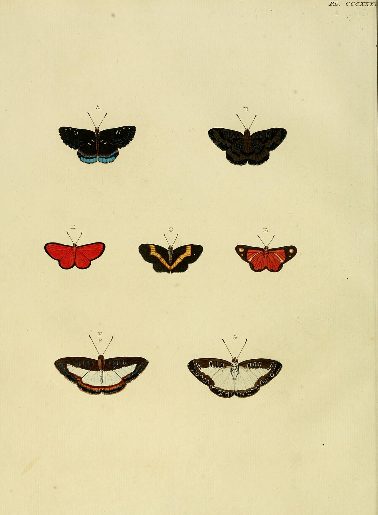 Mesene epaphus