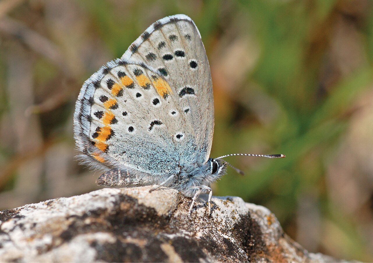 Pseudophilotes bavius
