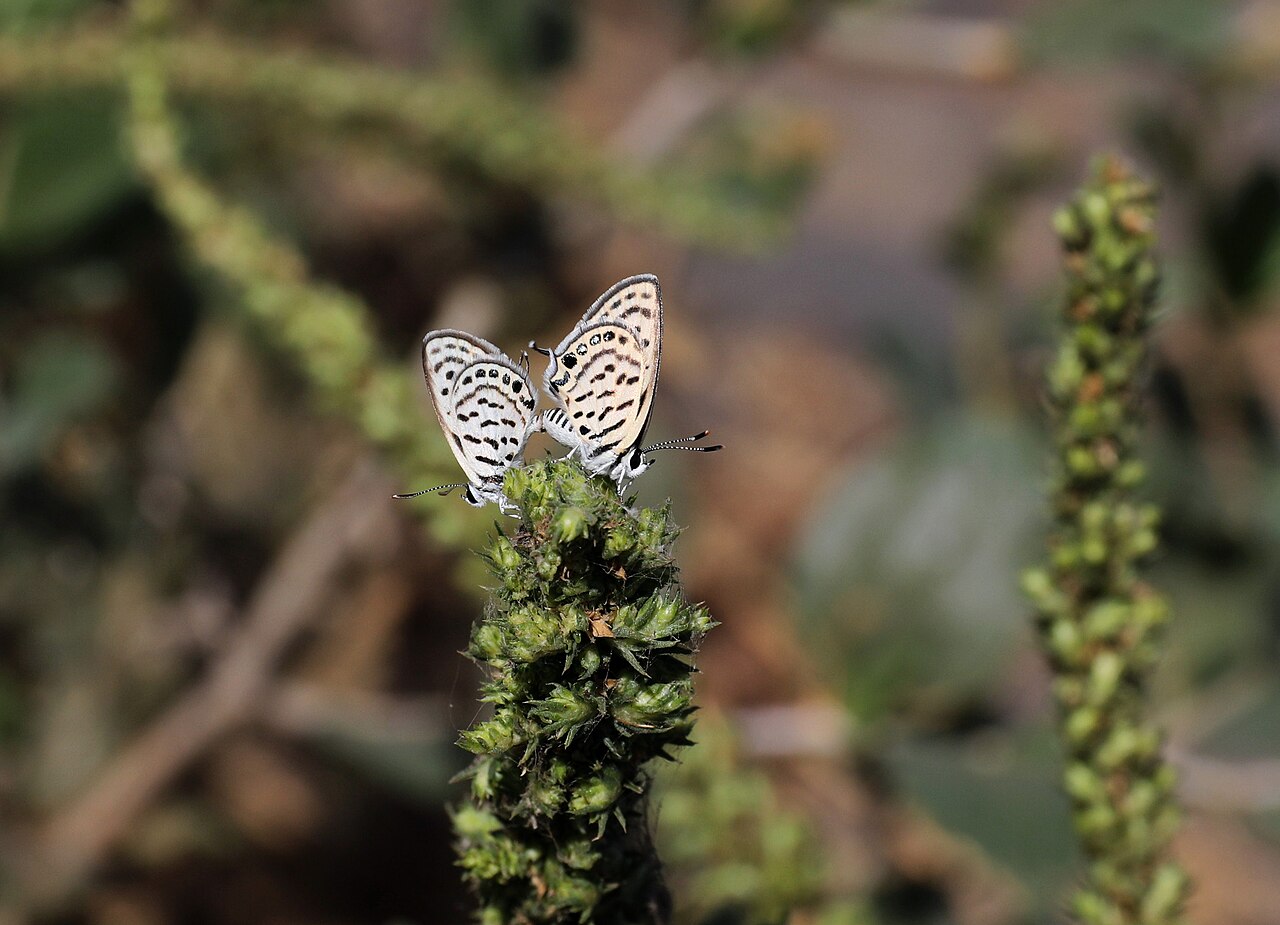Tarucus balkanica