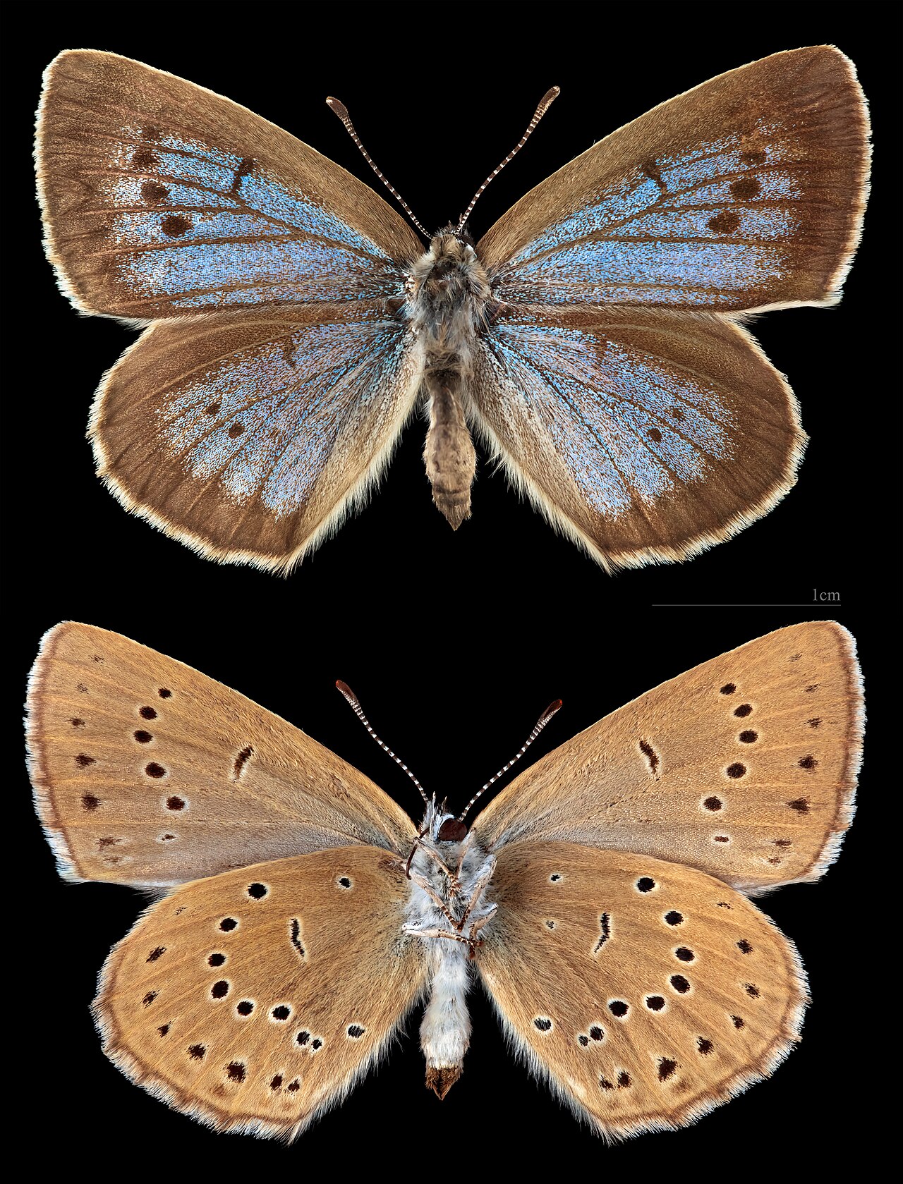 Phengaris teleius