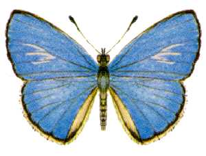 Candalides helenita