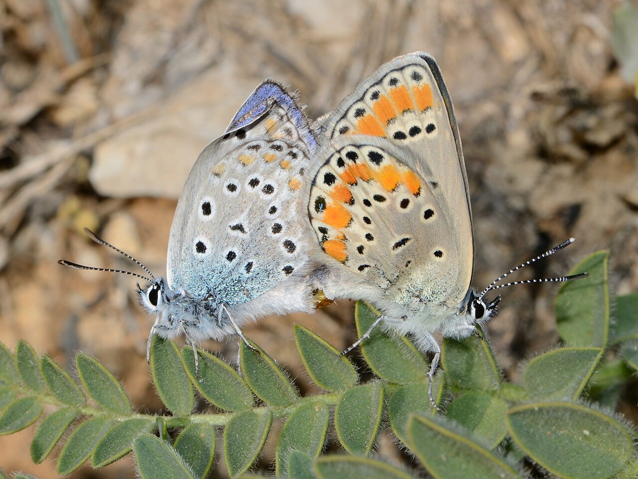 Plebejus pylaon