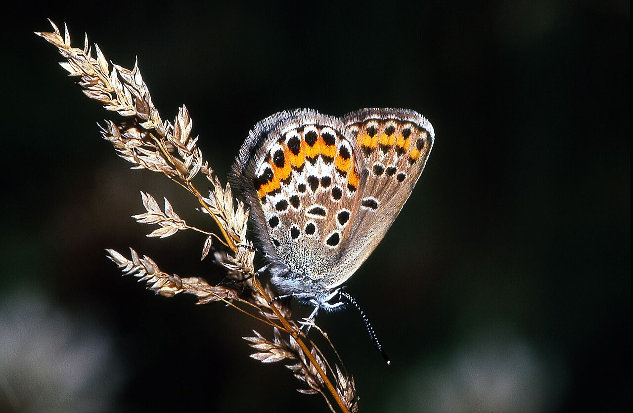 豆灰蝶（Plebejus argus）