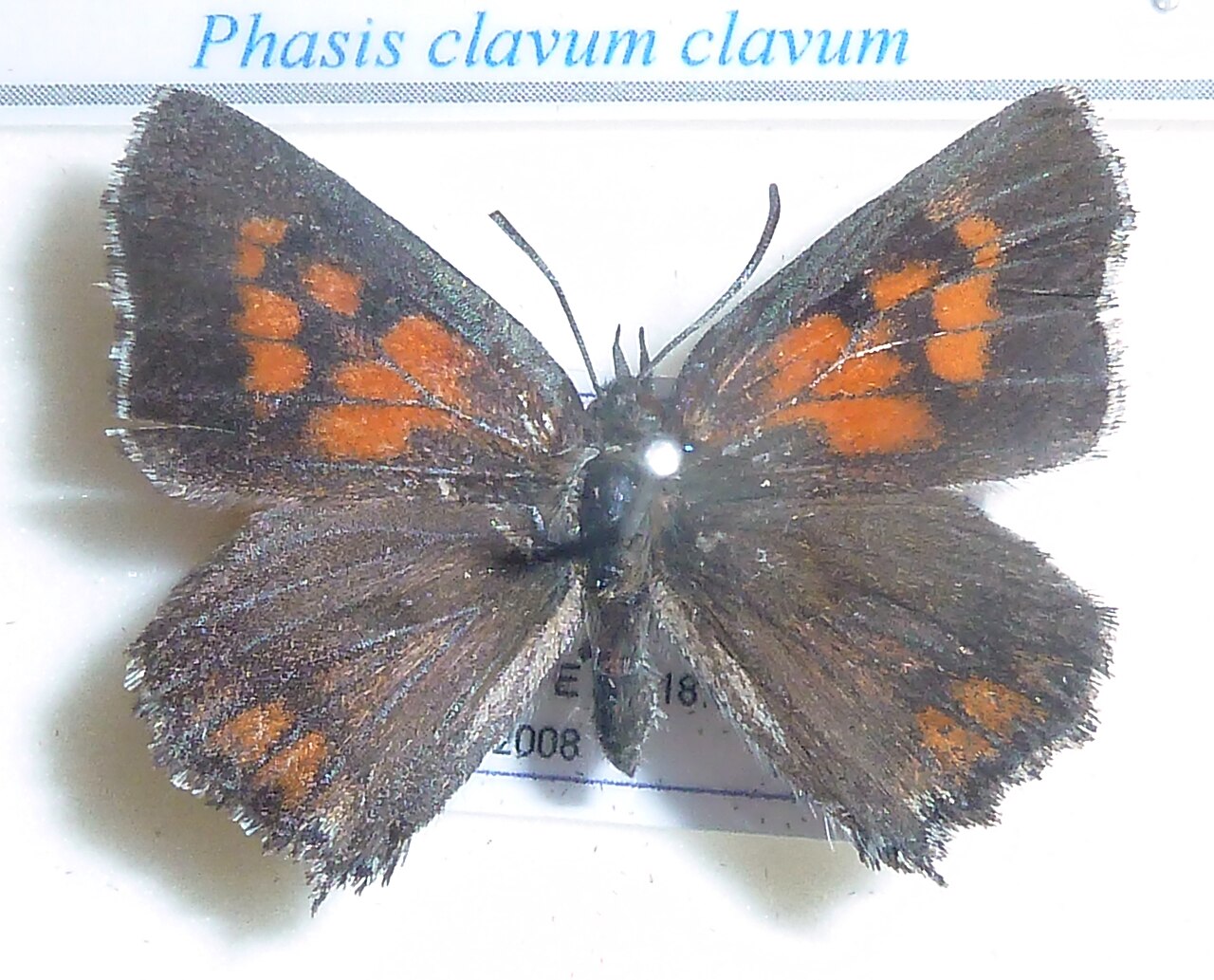 Phasis clavum