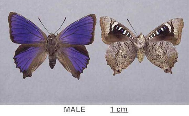 Ogyris genoveva