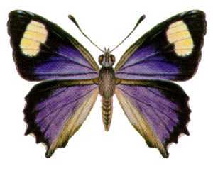 Ogyris zosine