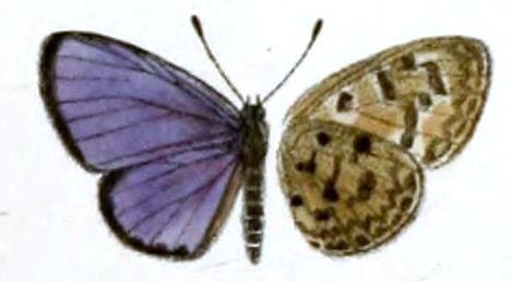 Cyaniris ripte