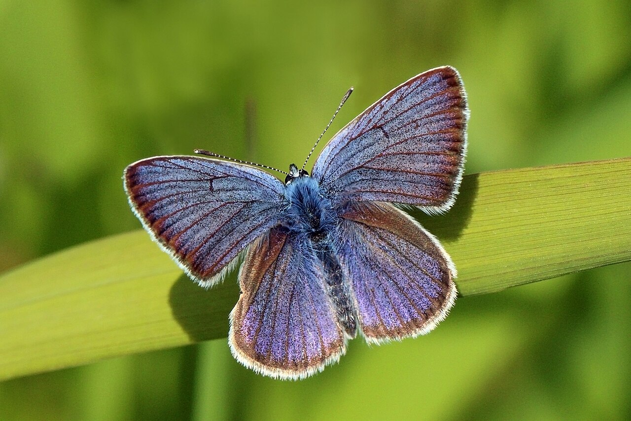 Cyaniris semiargus