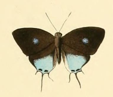 Myrina cyara