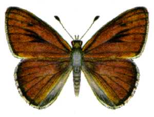 Lycaena cuprotus