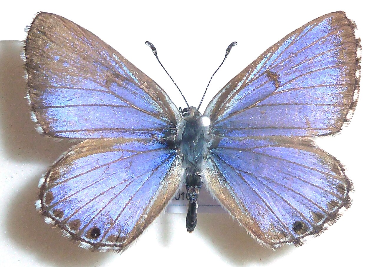 Lycaena ortygia