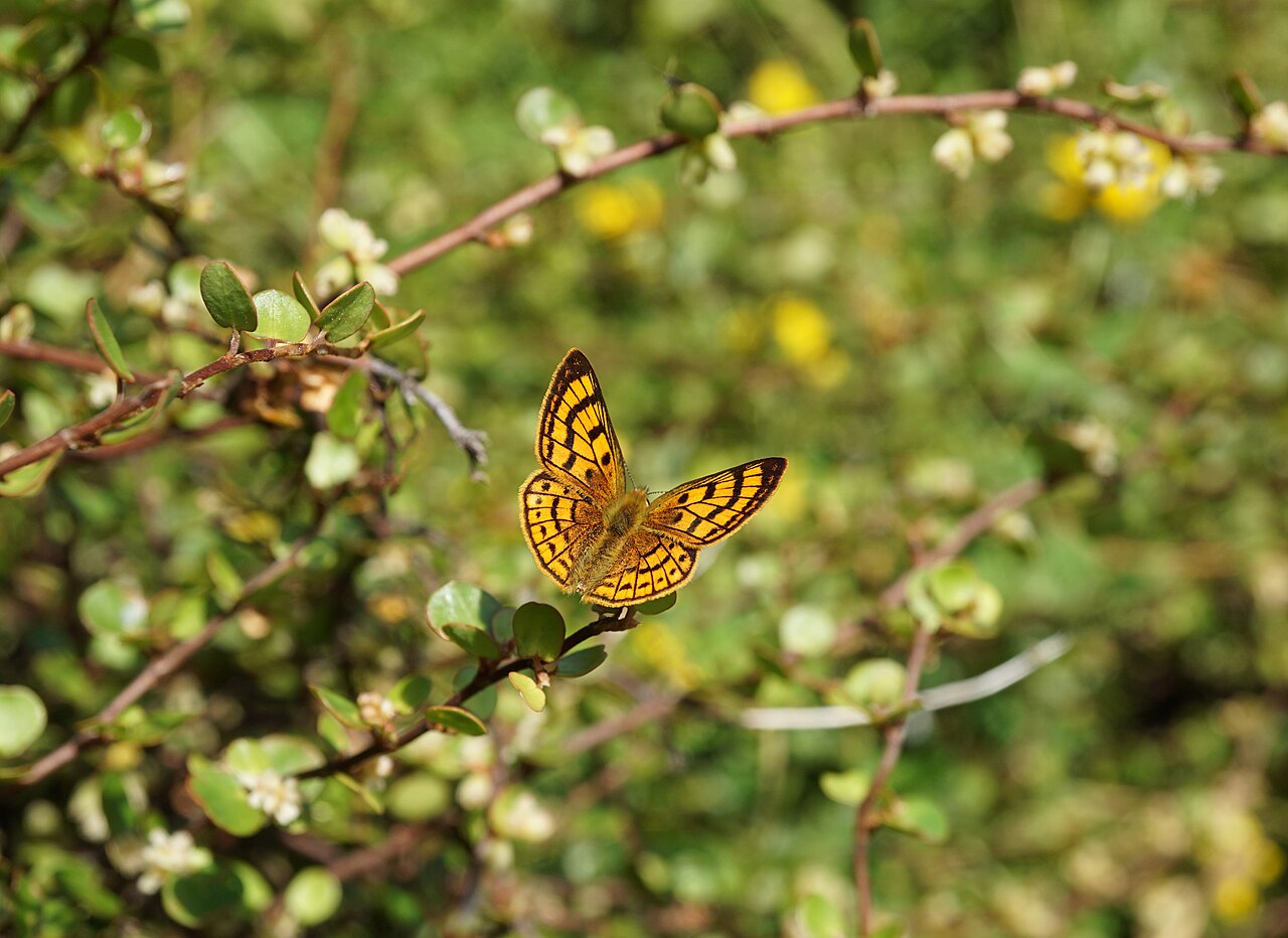 Lycaena rauparaha