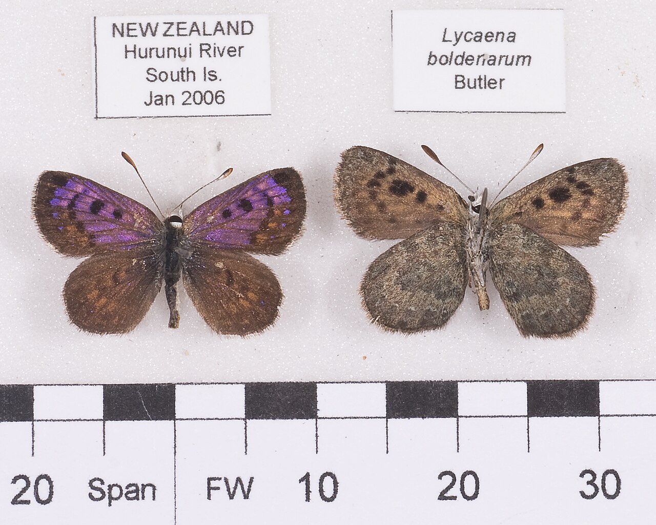 Lycaena boldenarum