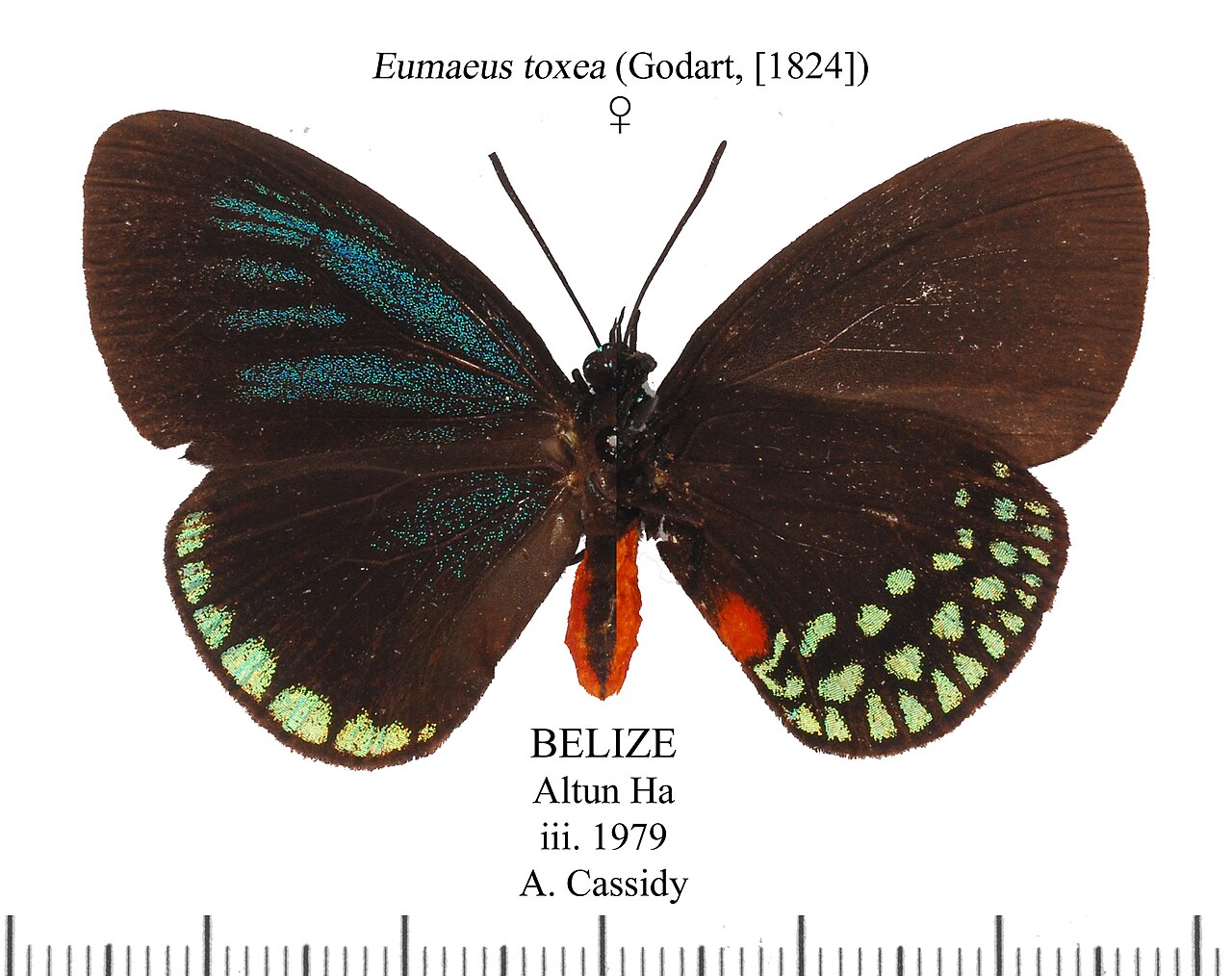 Eumaeus toxea