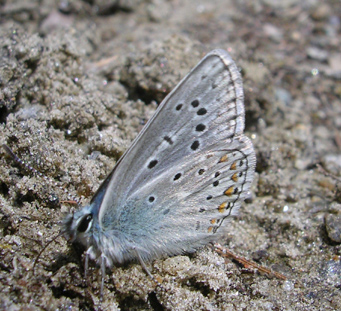多眼灰蝶（Polyommatus eros）