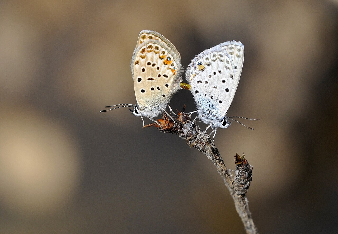 Polyommatus loewii