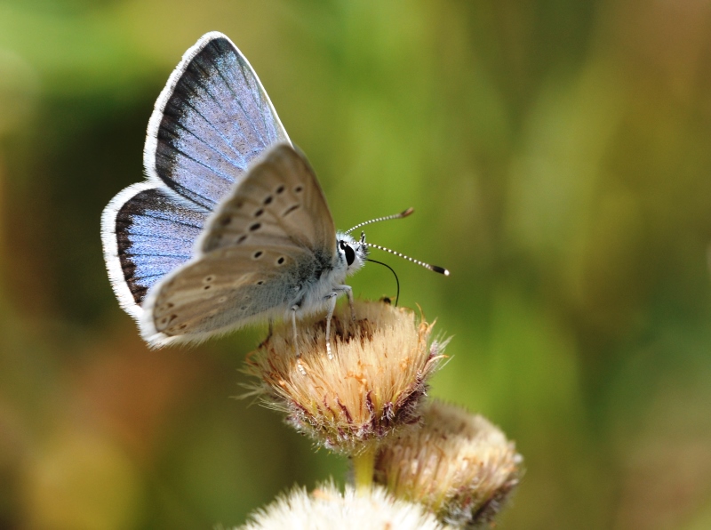 Polyommatus isaurica