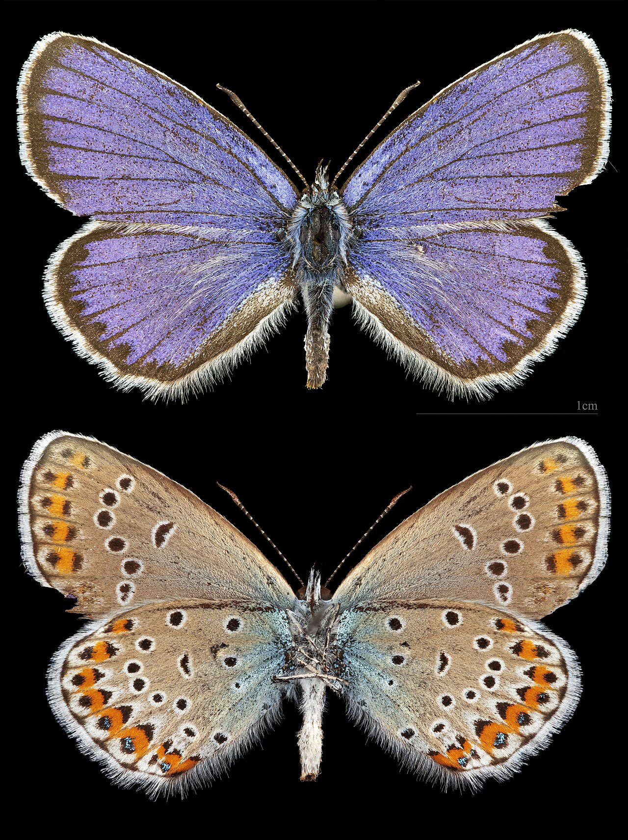 Plebejus argyrognomon