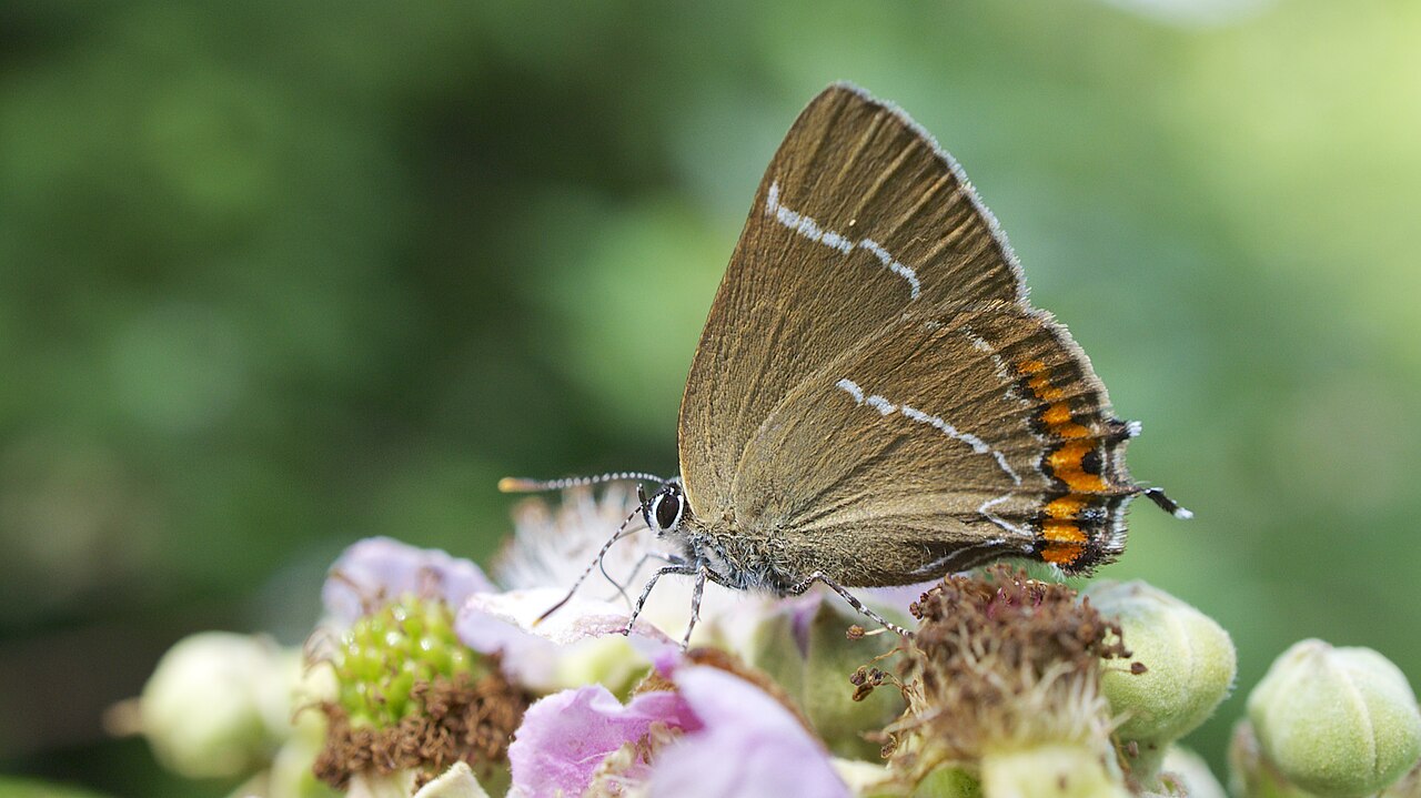 Satyrium w-album