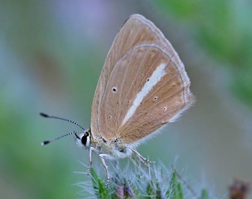 Polyommatus ripartii