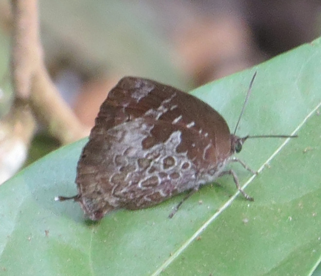 Arhopala bazaloides