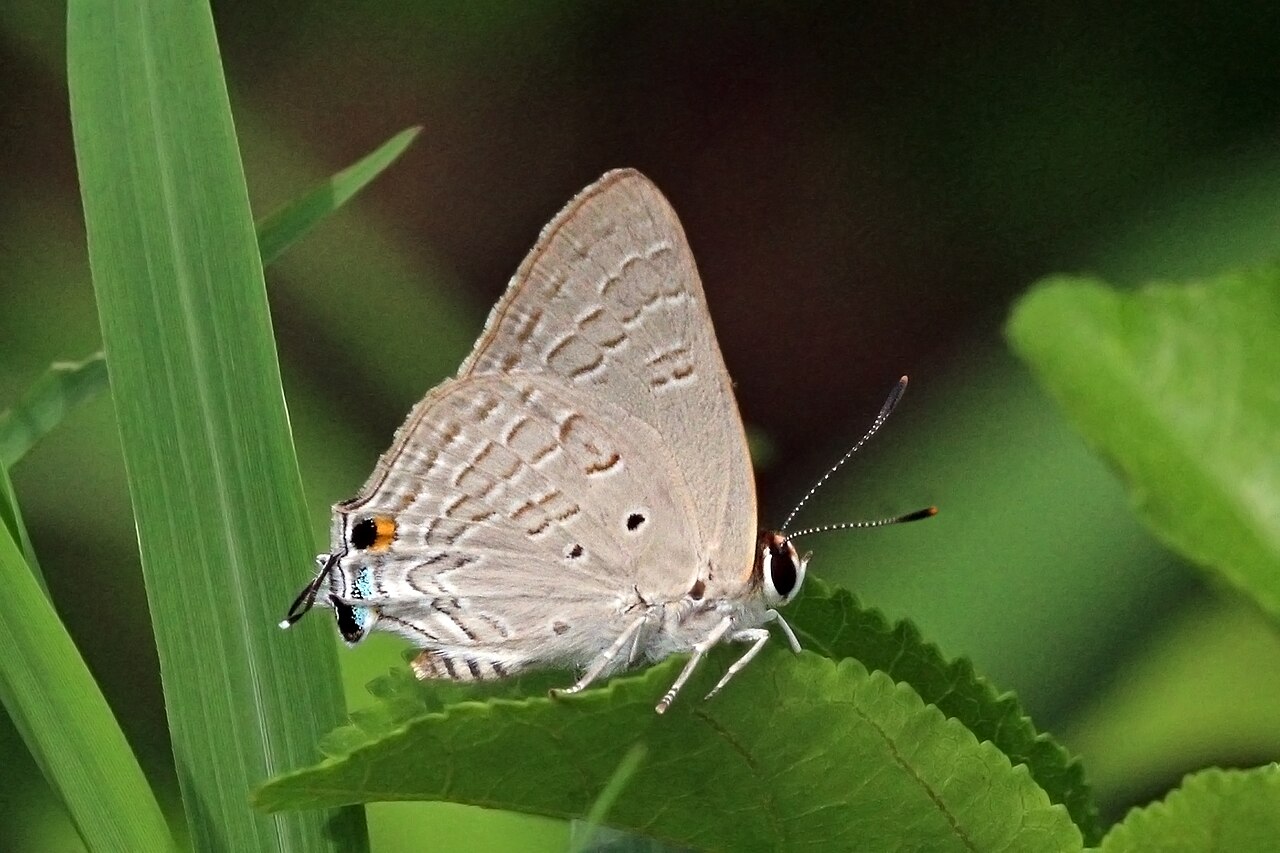 Deudorix antalus