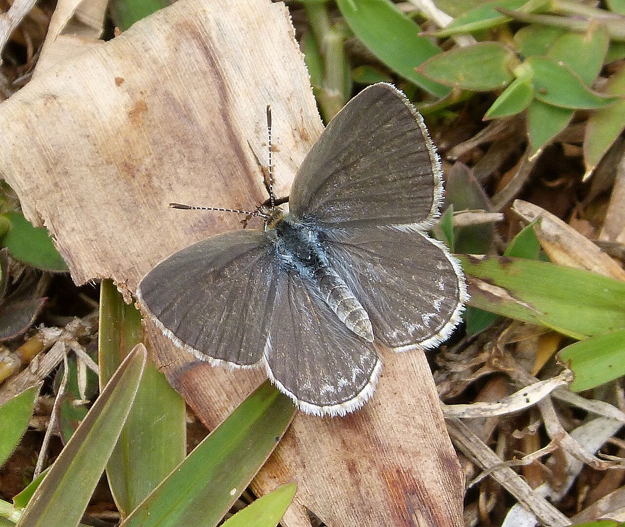 Zizina antanossa