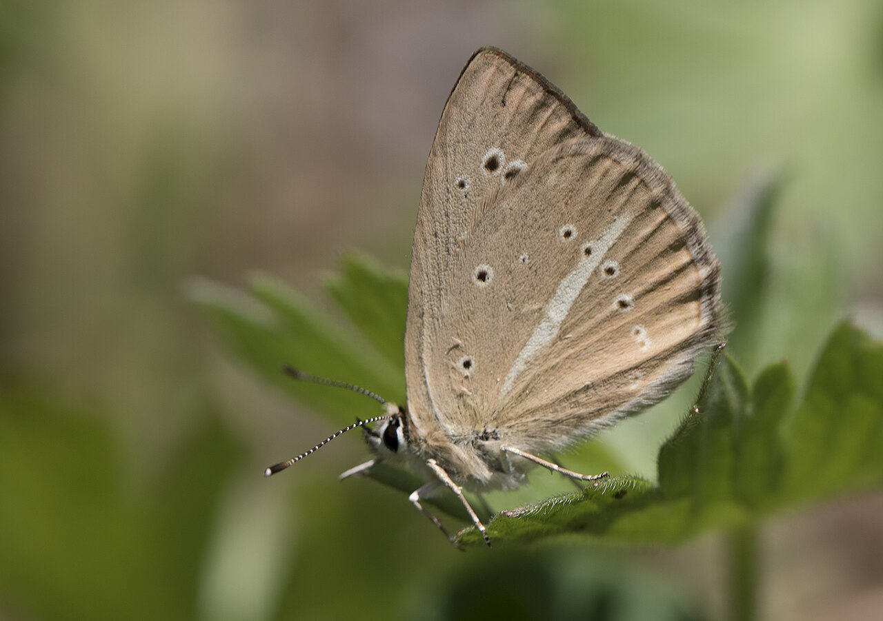 Polyommatus alcestis