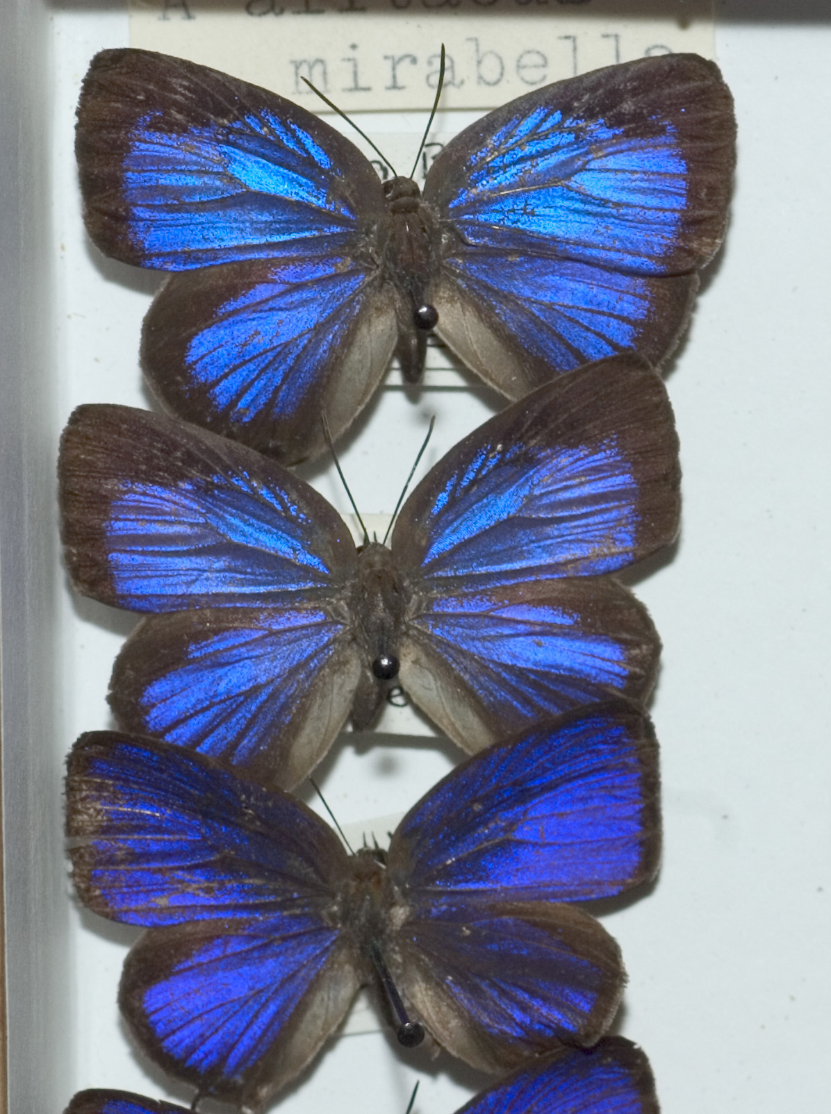 Arhopala alitaeus