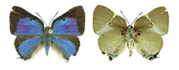 Oenomaus mentirosa