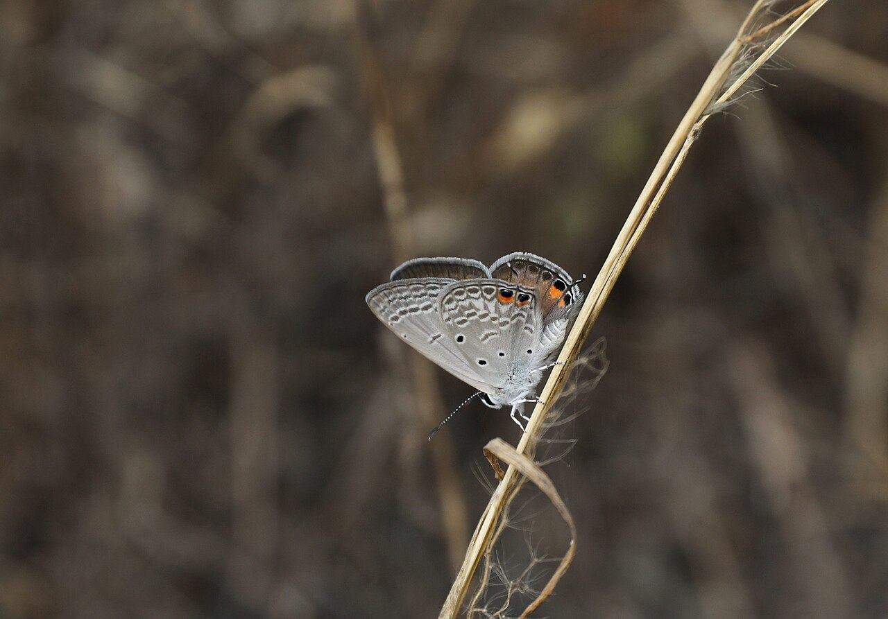 Euchrysops osiris