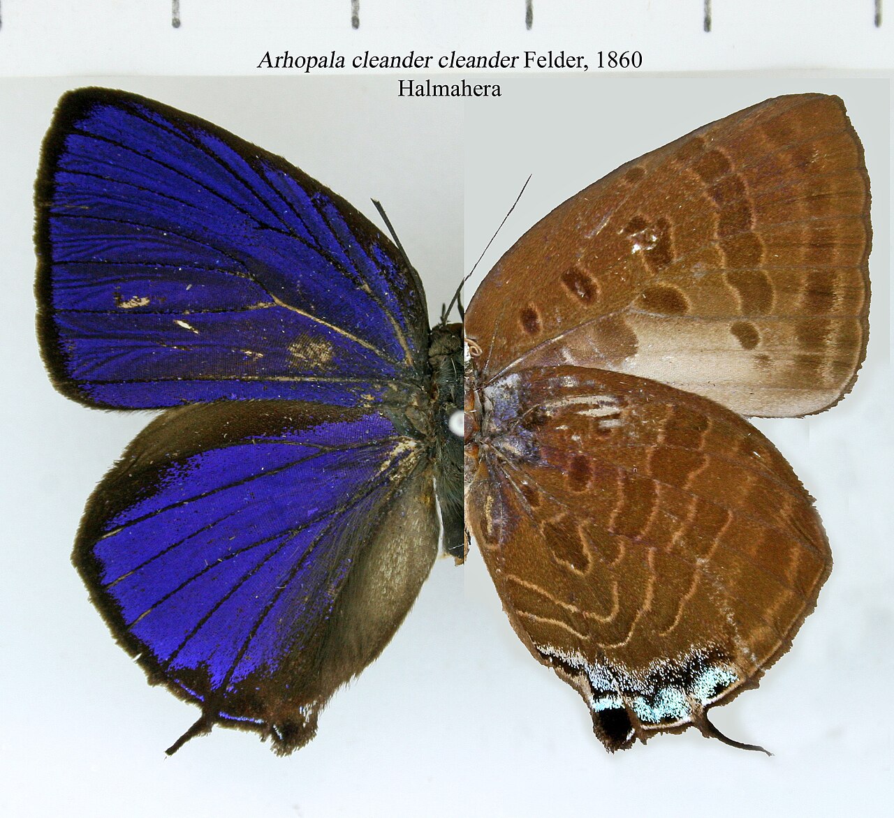 Arhopala cleander