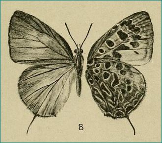 Arhopala dispar