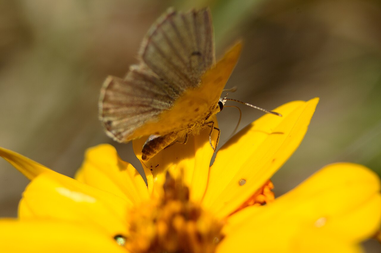 Pseudolucia parana