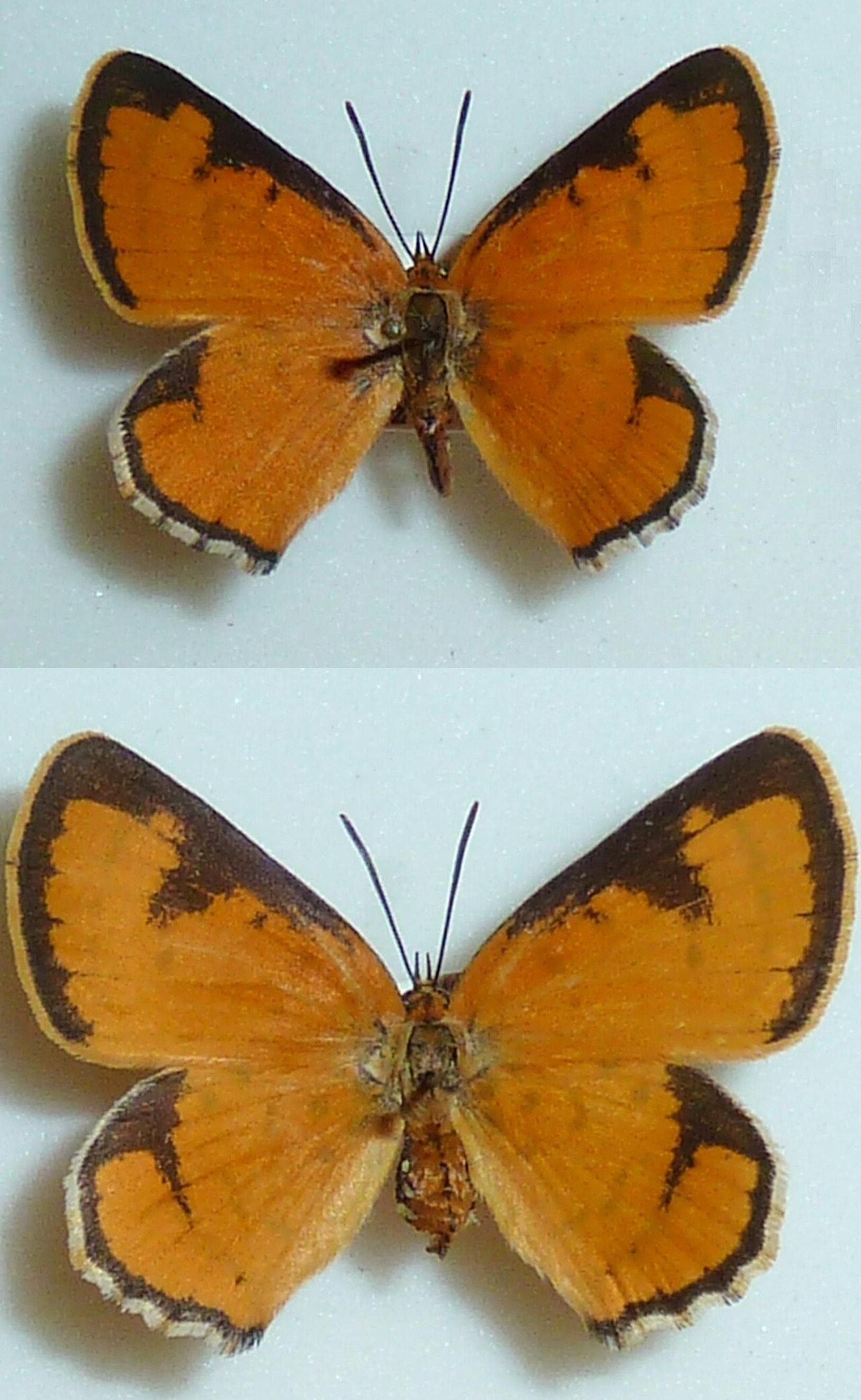 Erikssonia edgei