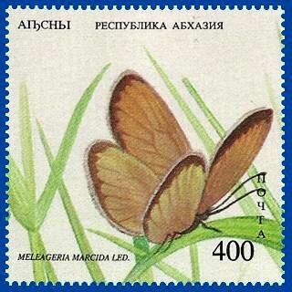 Polyommatus marcida