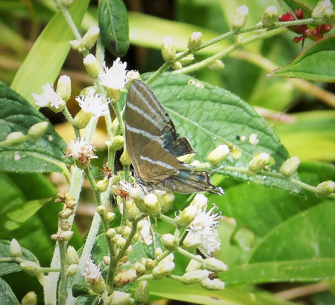 Laothus barajo