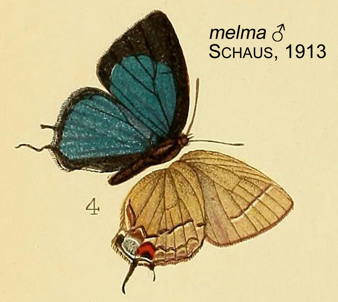 Camissecla melma