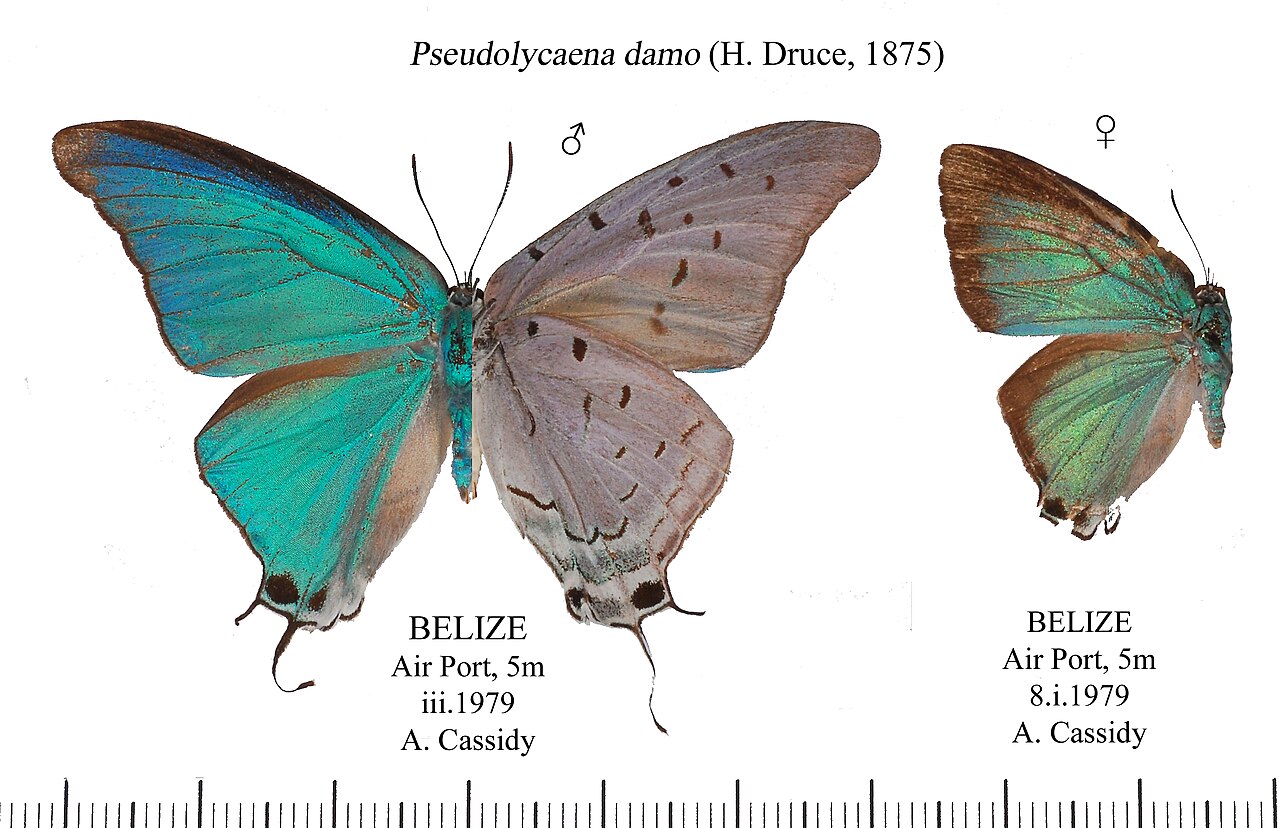 Pseudolycaena damo