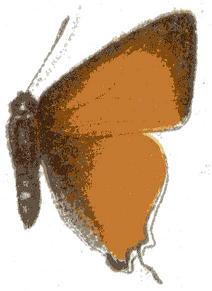 Deudorix livia