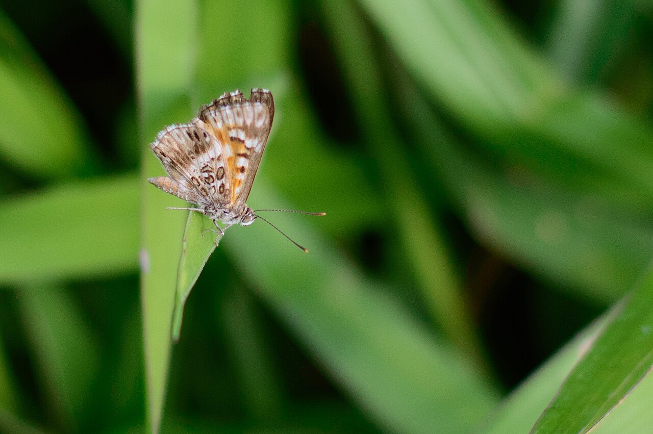 Aricoris gauchoana