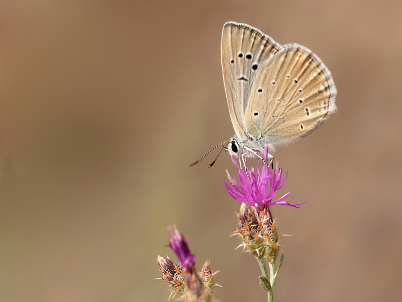 Polyommatus hopfferi