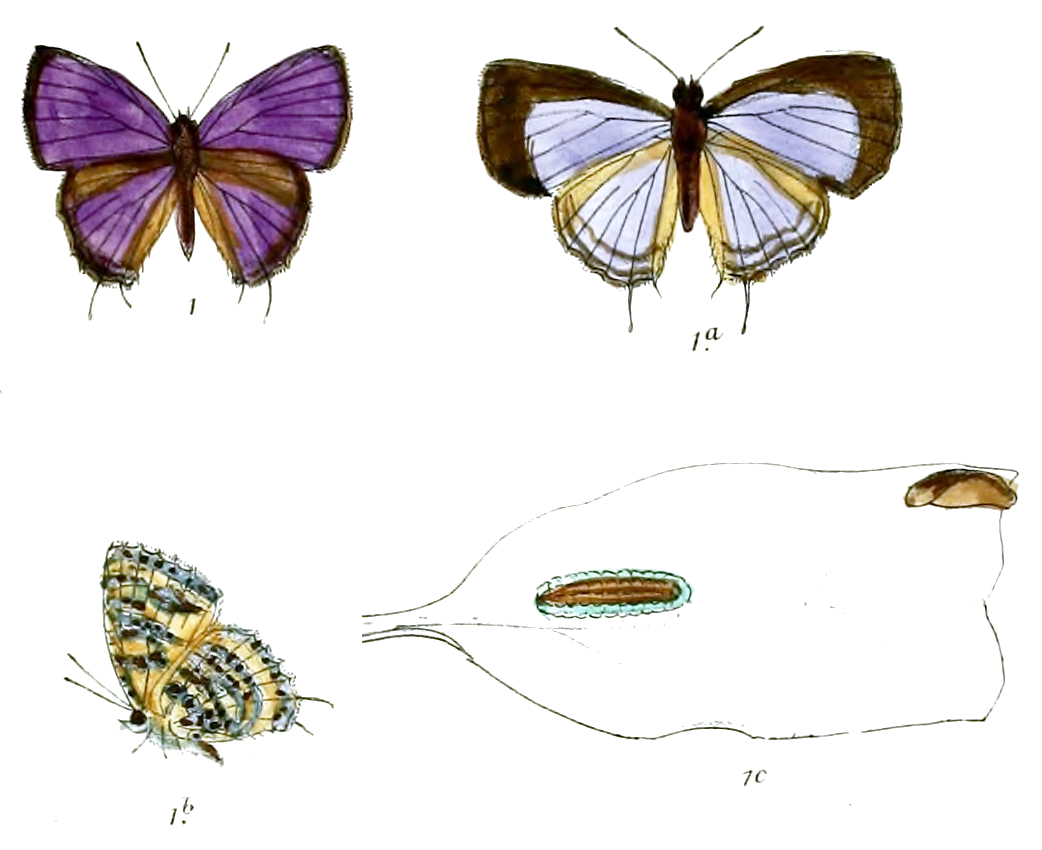Catapaecilma elegans