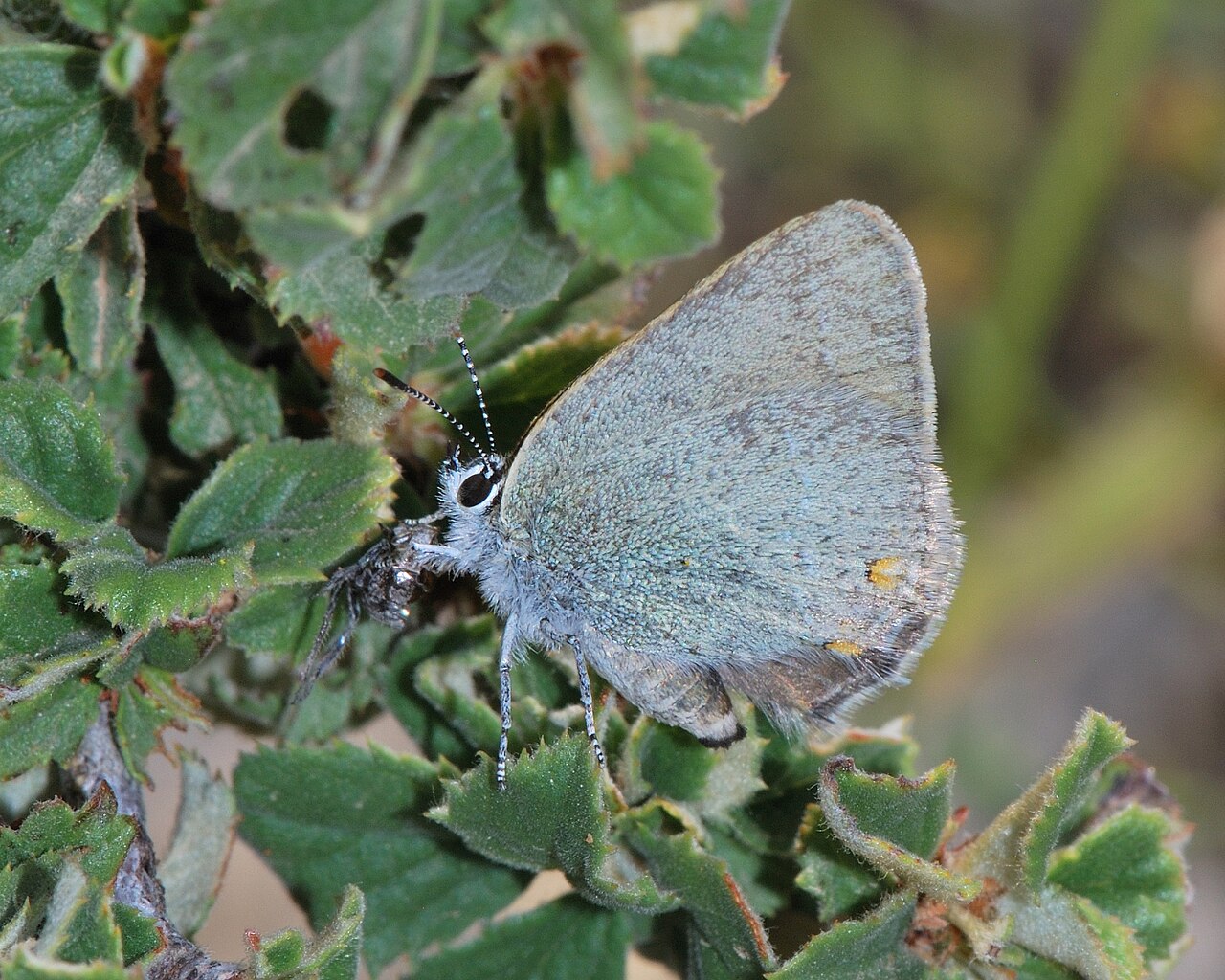 Satyrium myrtale