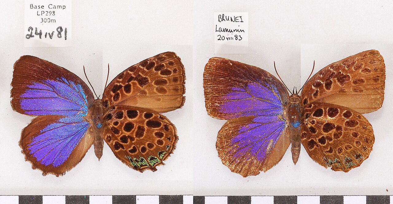 Arhopala kinabala