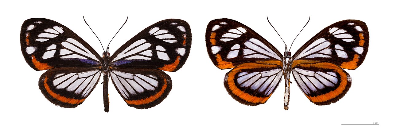 Stalachtis phaedusa