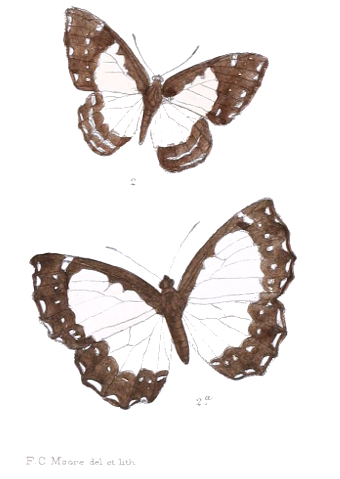 白蚬蝶（Stiboges nymphidia）