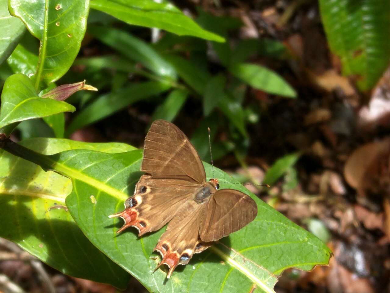 Saribia perroti