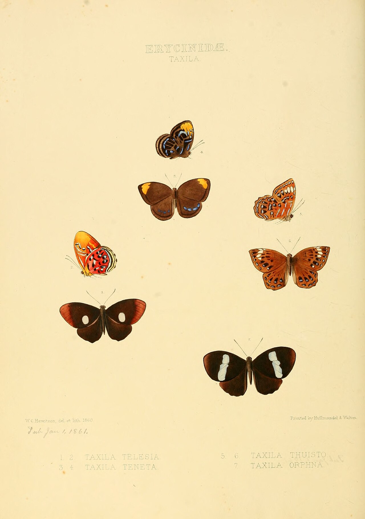 Laxita teneta
